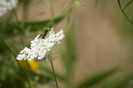 Let it bee - Vild gulerod (Daucus carota)
